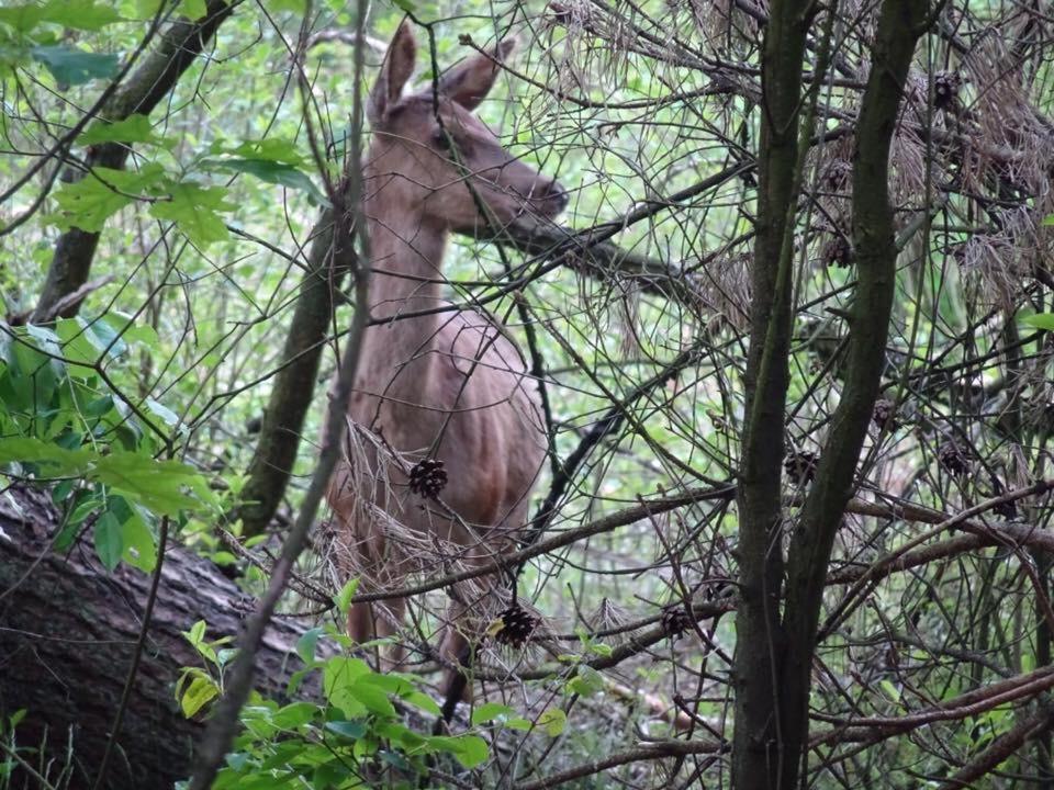 Veluwe Park Reewold Chalet Talisman Putten Bagian luar foto