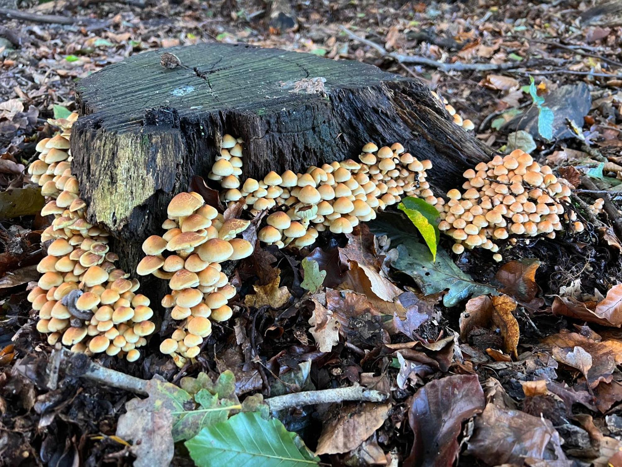 Veluwe Park Reewold Chalet Talisman Putten Bagian luar foto