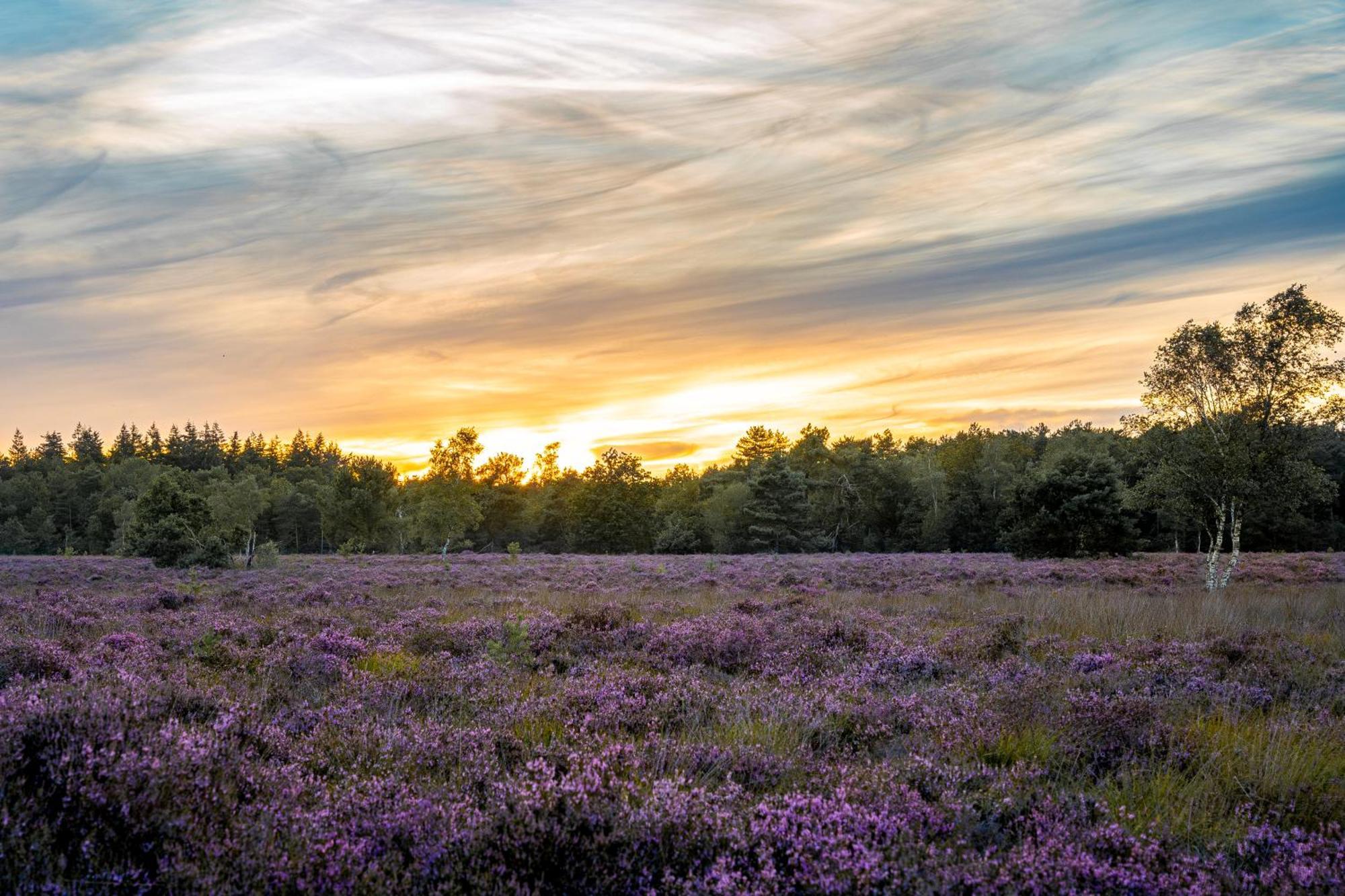 Veluwe Park Reewold Chalet Talisman Putten Bagian luar foto